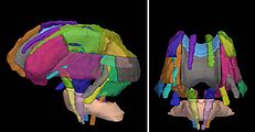 Ana anatomik lif yollarına karşılık gelen bazı atlas tabanlı ROI'lerin görselleştirilmesi. Atlas, DTI stüdyosunun indirilmesinin bir parçası olarak sağlandı.