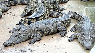 Crocodylus siamensis.