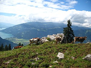 Bovins domestiques observés depuis le train de la Schynige Platte (canton de Berne)