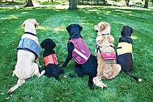 Various guide dog capes showing their training program or sponsoring organization 5Programs.jpg