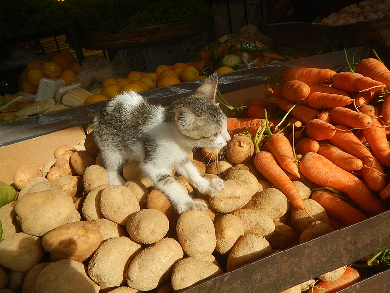 File:9568Black and white kitten portraits in the Philippines 02.jpg