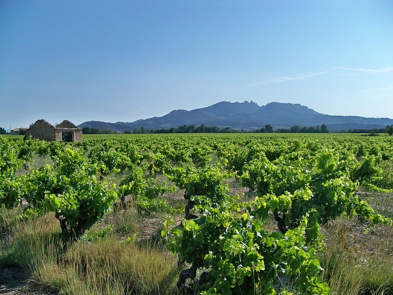 File:AOC Vacqueyras - Cabanon et vignes.jpg