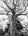 A Baobab Tree in Dry Season in Northern Ghana