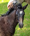 A day trip from Ushuaia into Parque Nacional Tierra del Fuego - young rambuncshous horse - (24561210273).jpg