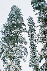 Trees in snow, Dombay, Karachayevo-Cherkesiya, Caucasus