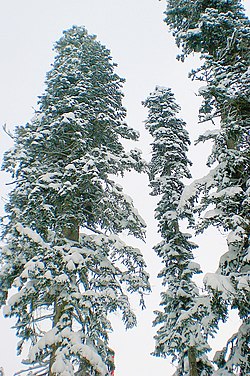 Χιονισμένη Ελάτη η νορντμάννειος στον Καύκασο.