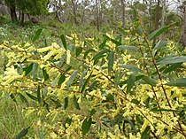 Acacia longifolia (6061248531).jpg