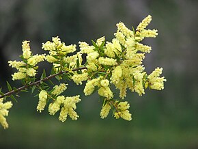 Beskrivelse af billedet Acacia oxycedrus.jpg.