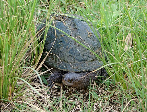 Acanthochelys spixii