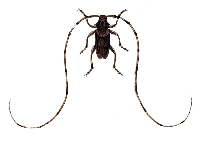 File:Acanthocinus.aedilis.-.calwer.38.08.jpg