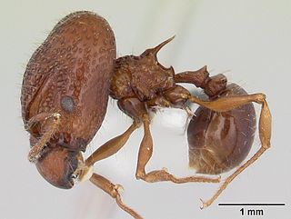 <i>Acanthomyrmex basispinosus</i> Species of ant