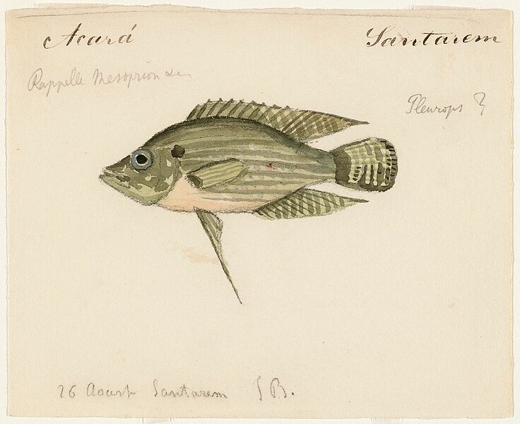 File:Acaronia nassa (Santarem, Brazil, 26 August 1865).jpg