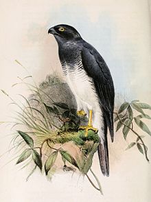 Accipiter haplochrous 1859.jpg
