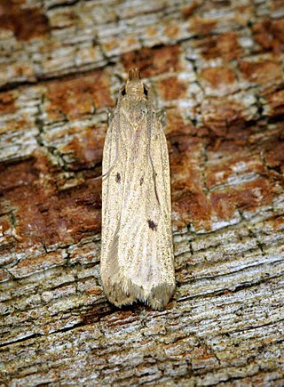 <i>Acompsia tripunctella</i> Species of moth