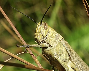 Acrididae grasshopper