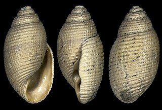 <i>Acteon gardneri</i> Extinct species of gastropods