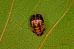 Божий коробочка. Adalia bipunctata куколка. Adalia bipunctata личинки. Adalia bipunctata Larvae. Куколка Божьей коровки.