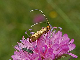 kultasurviaiskoi (Nemophora metallica)