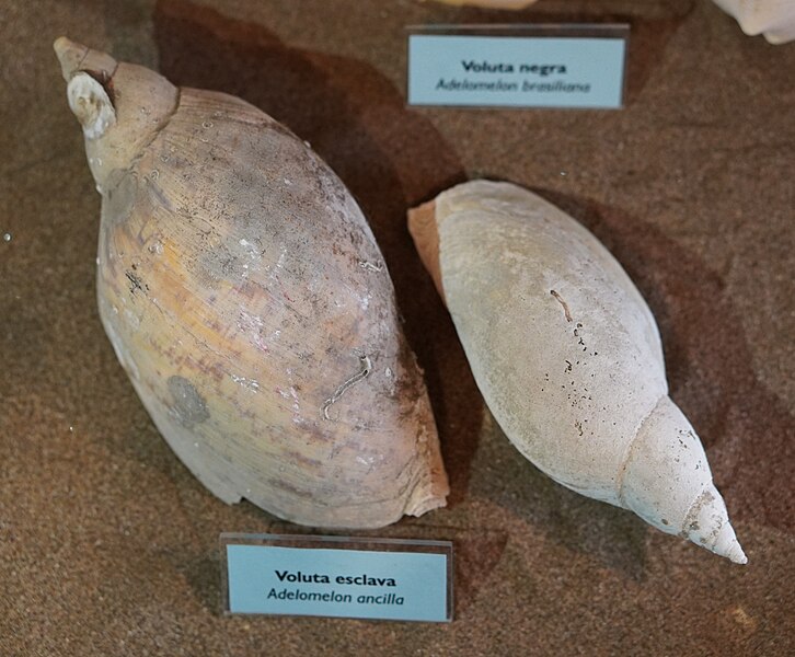 File:Adelomelon ancilla.jpg