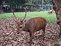 Thumbnail for Bawean deer