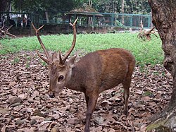 Adult male Bawean deer Axis kuhlii.JPG