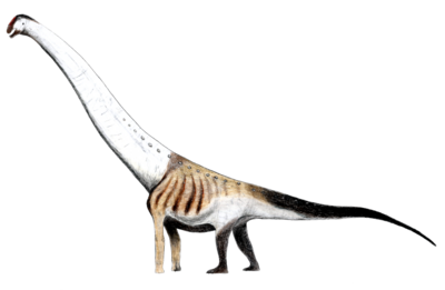 Aegyptosaurus LM.png