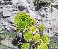 * Nomination Aeonium undulatum. --Rjcastillo 22:36, 9 February 2023 (UTC) * Promotion  Support Good quality. The central part is very sharp. --Mike Peel 21:21, 17 February 2023 (UTC)