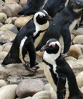 <span class="mw-page-title-main">Banded penguin</span> Genus of birds