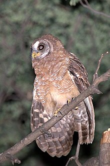 African Wood Owl (Strix woodfordii) perched on branch.jpg
