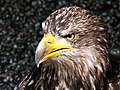 African fish eagle - Haliaeetus vocifer.jpg