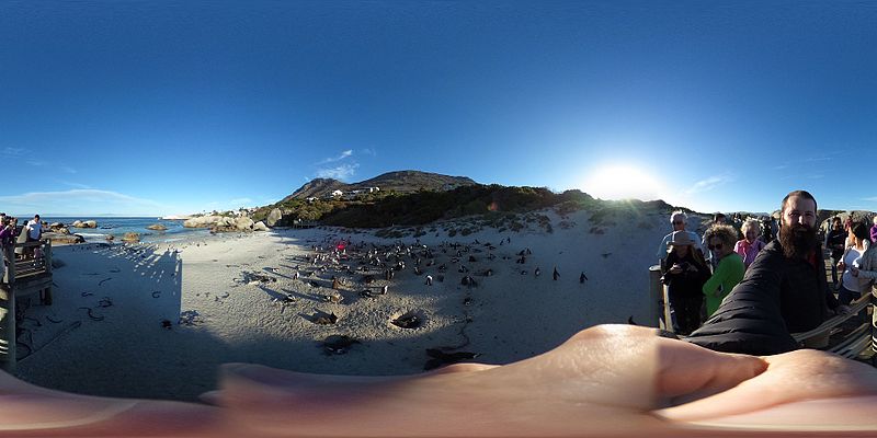 File:African penguin colony, Simons Town, 360 degrees.jpg