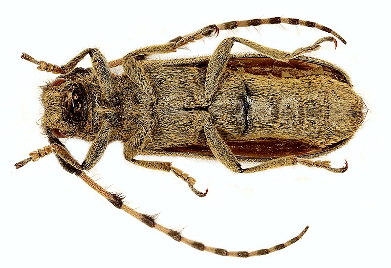 File:Agapanthia kirbyi under.jpg