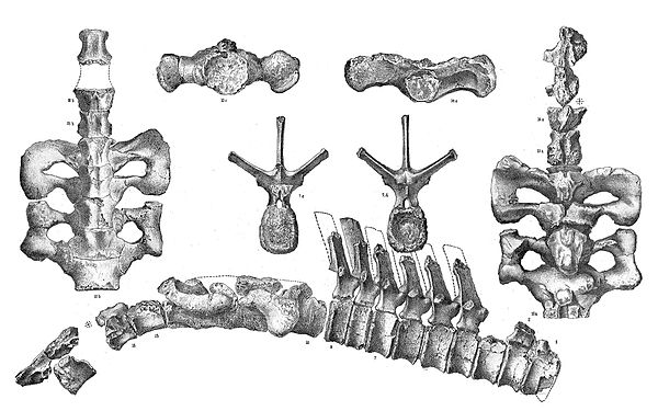 Agathaumas was the first recognized genus of ceratopsian