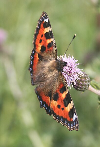 File:Aglais urticae - geograph.org.uk - 215853.jpg