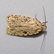 Agonopterix.arenella.7119.jpg