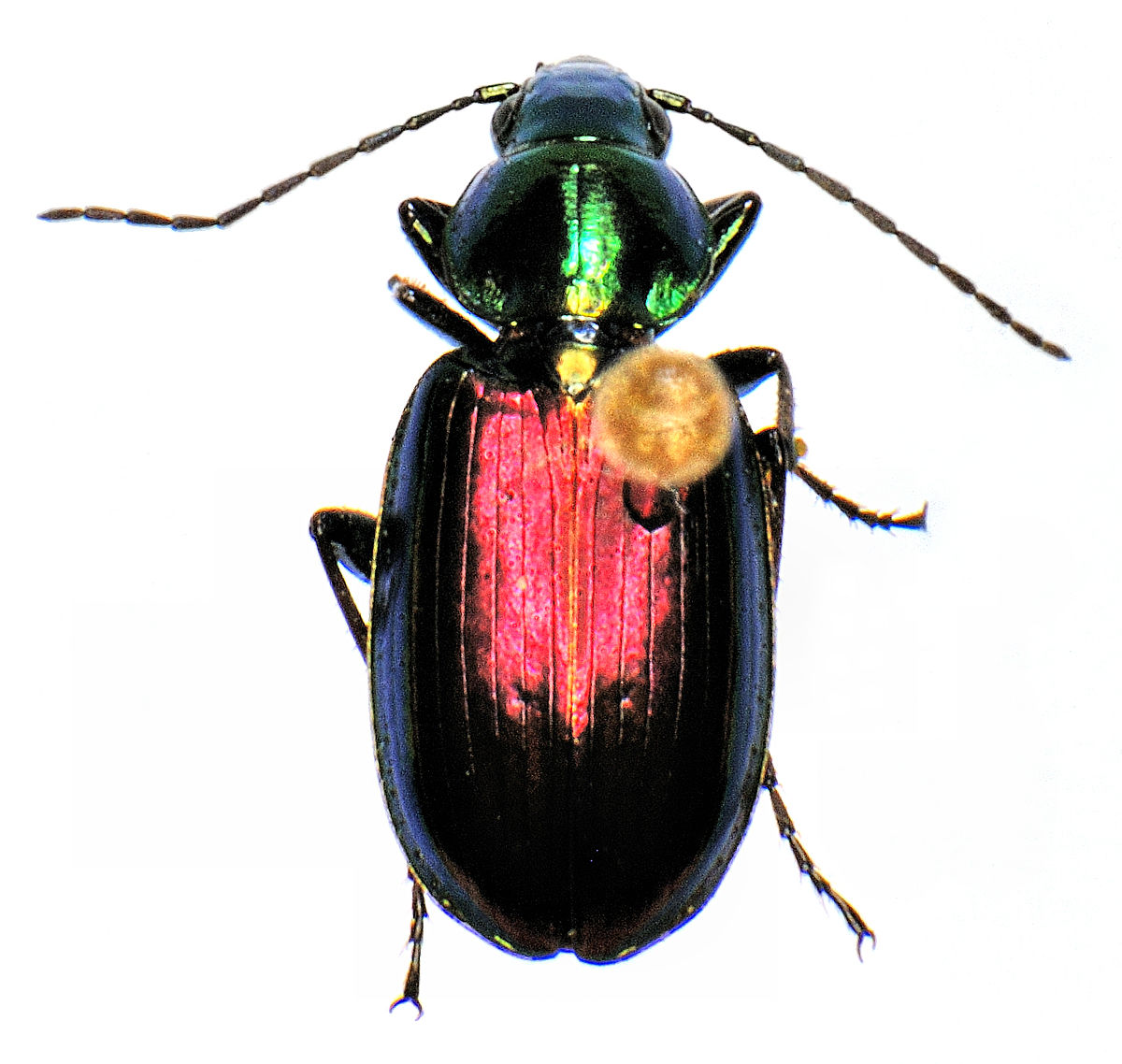 Agones. Харпалины жуки. Жужелица. Agonum. Агонум укороченный.