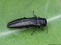 Agrilus angustulus (Illiger, 1803)