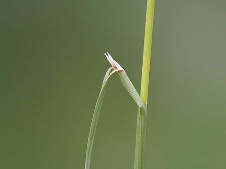 Tập_tin:Agrostis_gigantea_ligula.jpeg