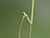 Agrostis gigantea ligula.jpeg