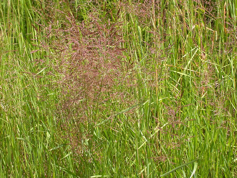 File:Agrostis stolonifera (3820197869).jpg