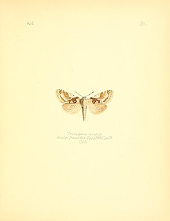 <i>Langsdorfia ornatus</i> Species of moth