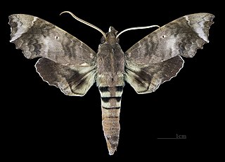 <i>Aleuron carinata</i> Species of moth