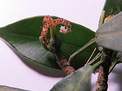Algernonia leandrii (Baill.) G.L.Webster3.jpg