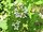 Alliaria petiolata.jpeg