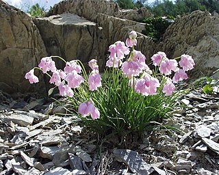 <i>Allium narcissiflorum</i> Species of flowering plant