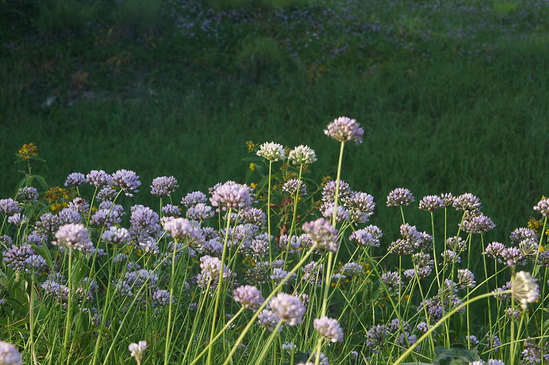 File:Allium suaveolens PID1915-1.jpg