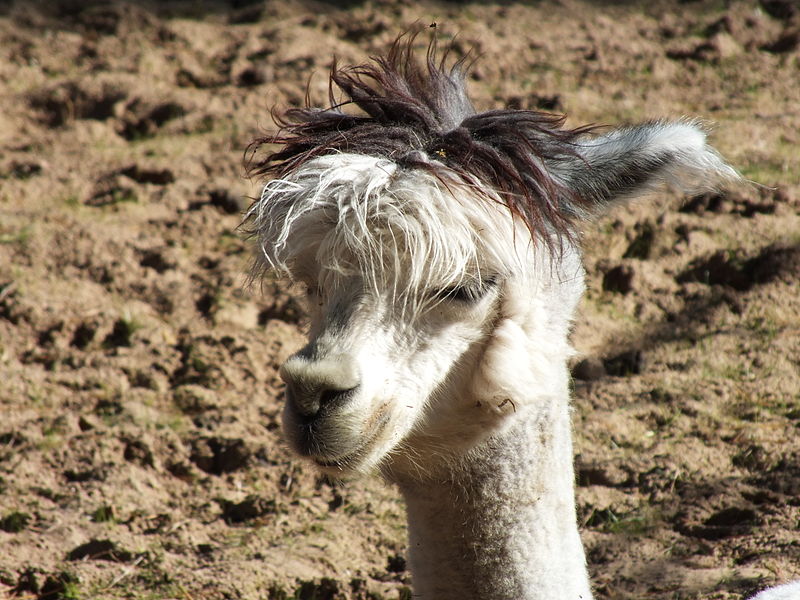 File:Alpaca in Riga Zoo.JPG