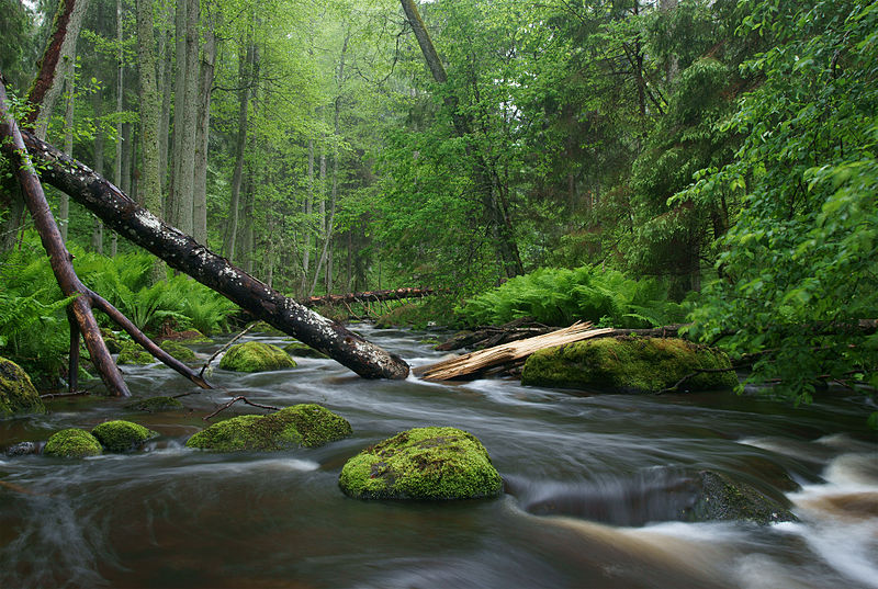 Plant Shower Curtain, Green Jungle Untouched Nature Environmental