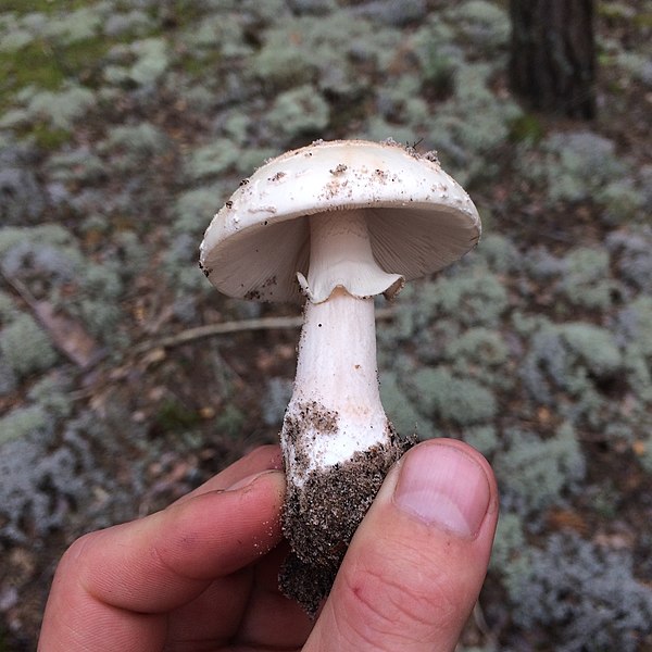 File:Amanita rubescens 103903044.jpg