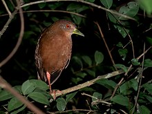 Amaurolimnas concolor - Uniform crake; Dourado, Sao Paulo, Brazil.jpg